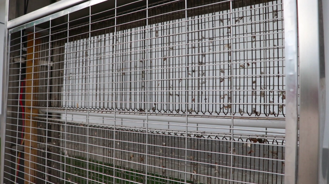 戶(hù)外滅蚊燈有用嗎？看蚊蟲(chóng)王國(guó)滅蚊燈應(yīng)用效果